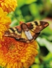 Beautiful Butterflies - Book:BeautButterflies