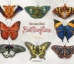 Beautiful Butterflies - Book:BeautButterflies